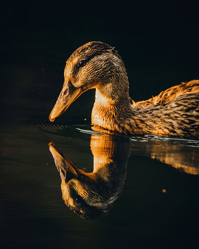 Close-up of a duck swimming in lake