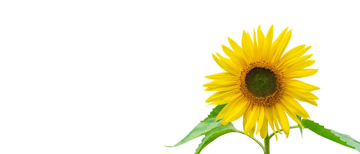 Close-up of yellow sunflower against white background