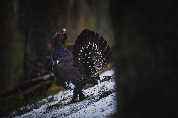 Capercaillie in the mating season from carpathian mountains, romania. wildlife photography of birds