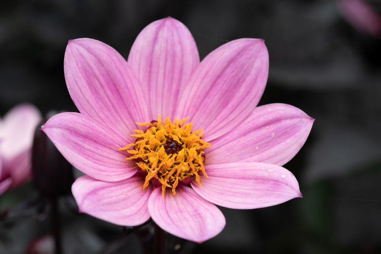 Close up of a pink dahlia with a grey background