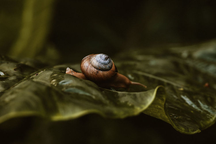 Close-up of snail on dry leaf