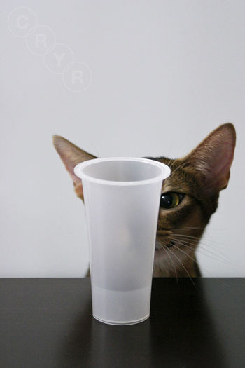 Close-up of coffee cup