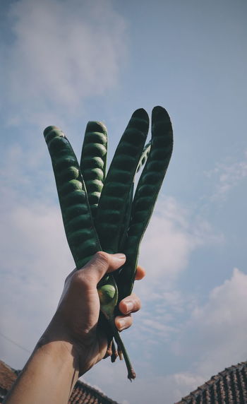 Cropped hand of person holding plant parts against sky