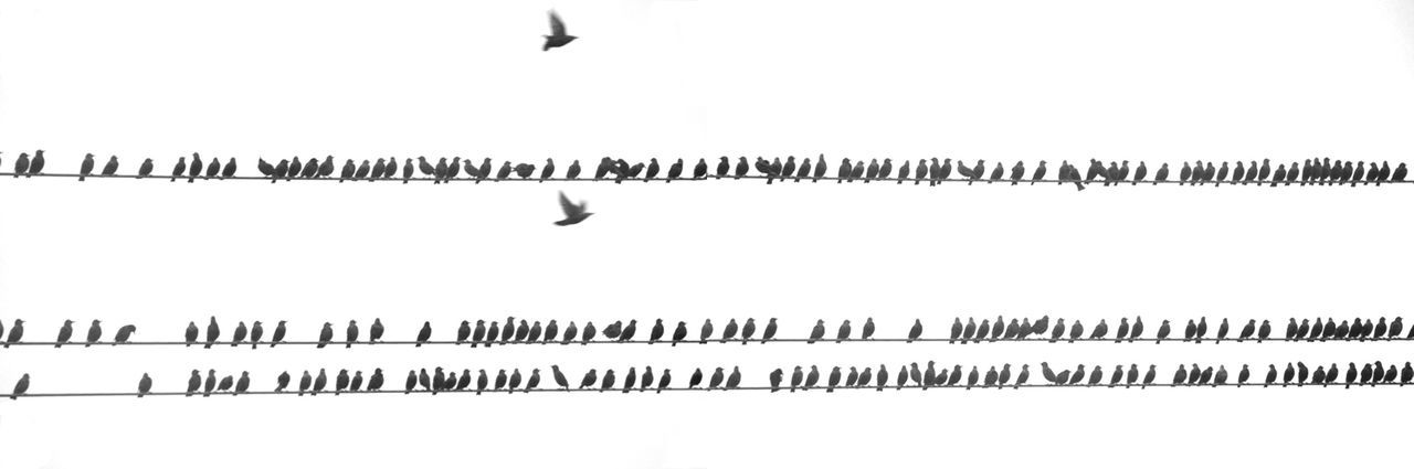 Birds in row