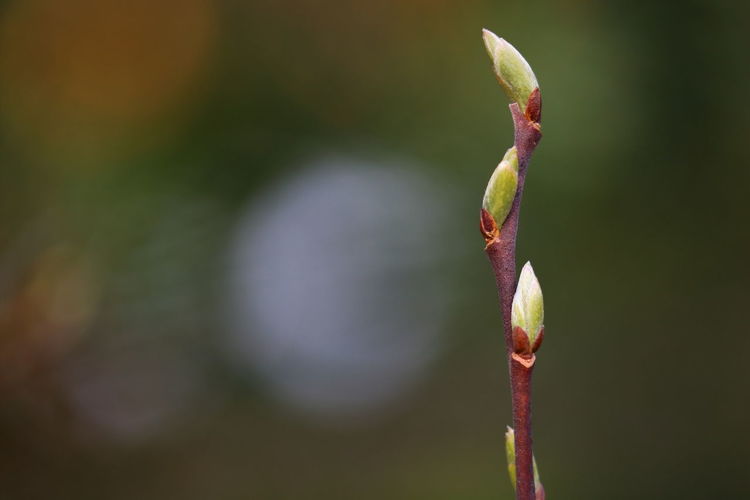 Close up of young shoots of a tree