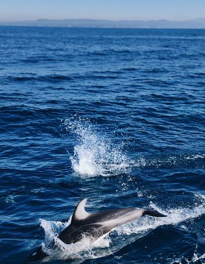 Dolphin swimming by