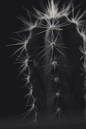 Close-up of dandelion on cactus against black background