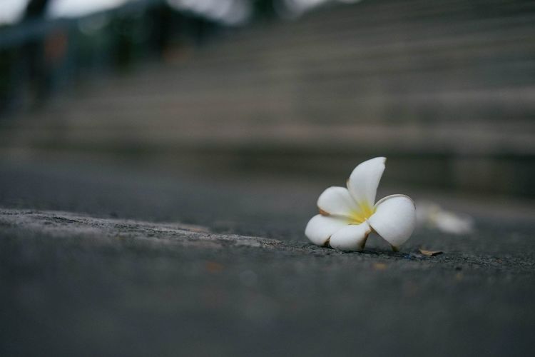 White flower on footpath