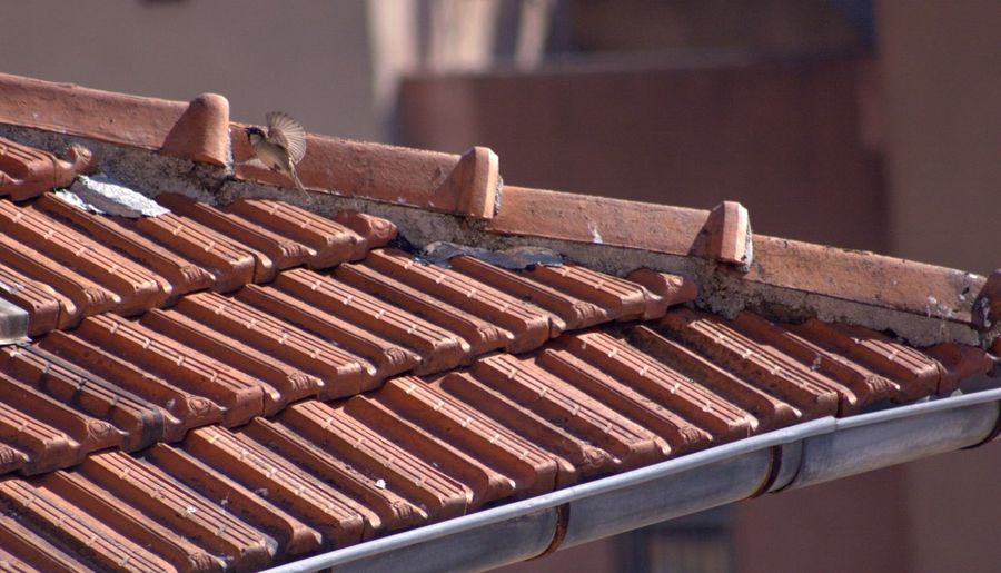 High angle view of roof