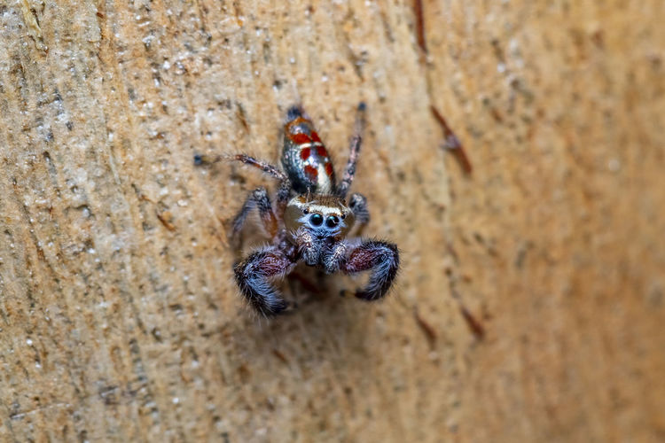 Close up of a beautiful jumping spider photo was taken in northern israel
