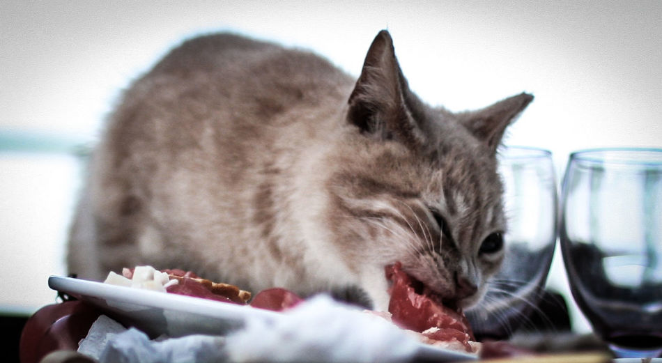 Close-up of cat food on meat in plate