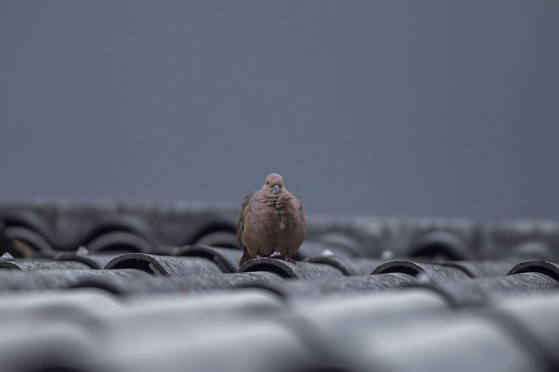 Close-up of pigeon perching on leaf against sky