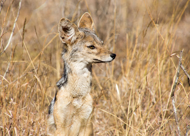 Close-up of jackal sitting on field