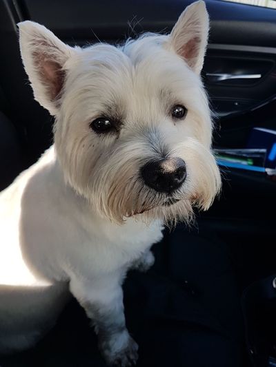Portrait of white dog