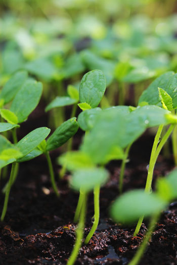 Close-up of fresh green plants growing in field
