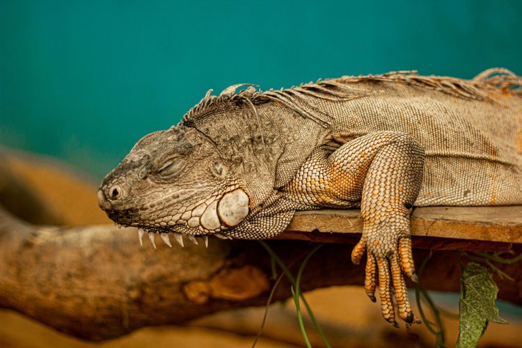 Old green iguana is a lizard reptile in the iguana family. close up in cage and see iguana scale .