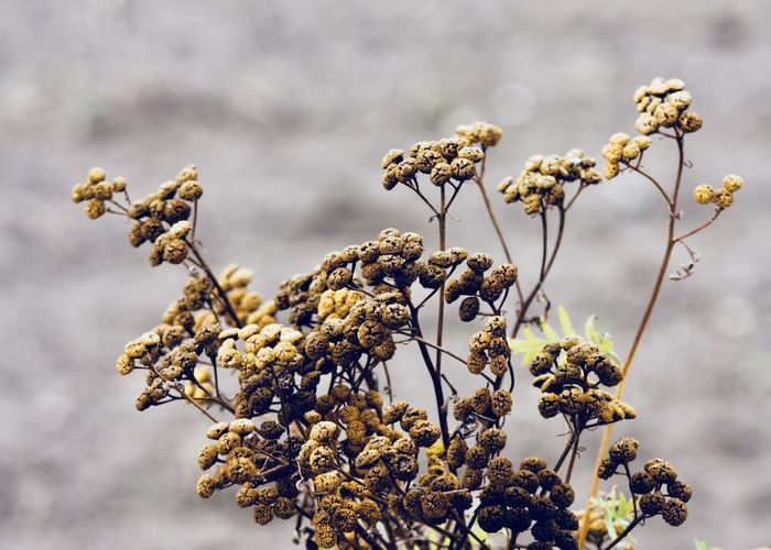 Close-up of wilted flowers against tree
