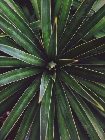 Full frame shot of succulent plant