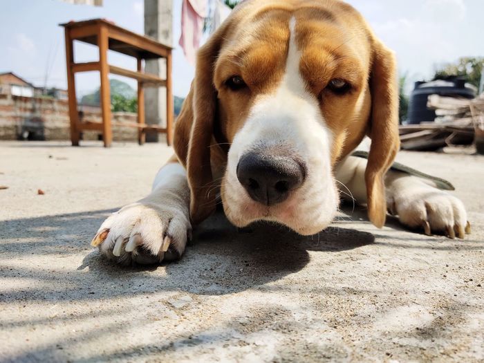 A beautiful beagle 