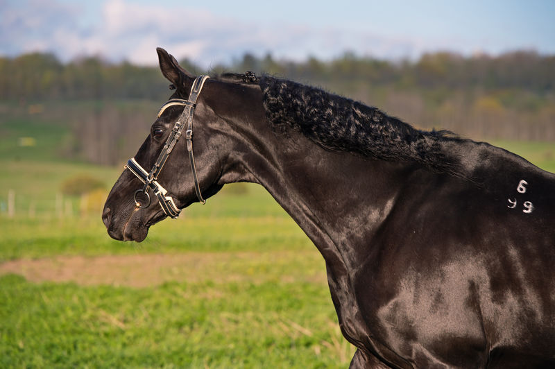 Horse standing on field