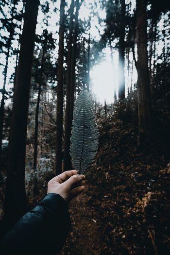 Woman hand by trees in forest
