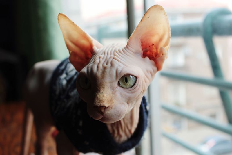 Close-up of sphynx cat looking away while standing by window at home