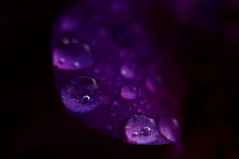 Close-up of water drops on purple petal against black background