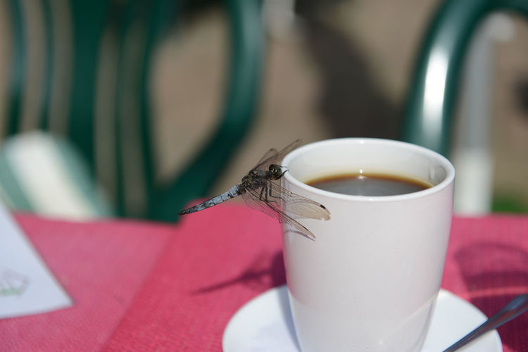 Close-up of dragonfly on coffee mug