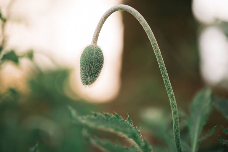 Close-up of plant growing on field