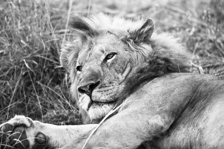 Close-up of a relaxed lion looking away