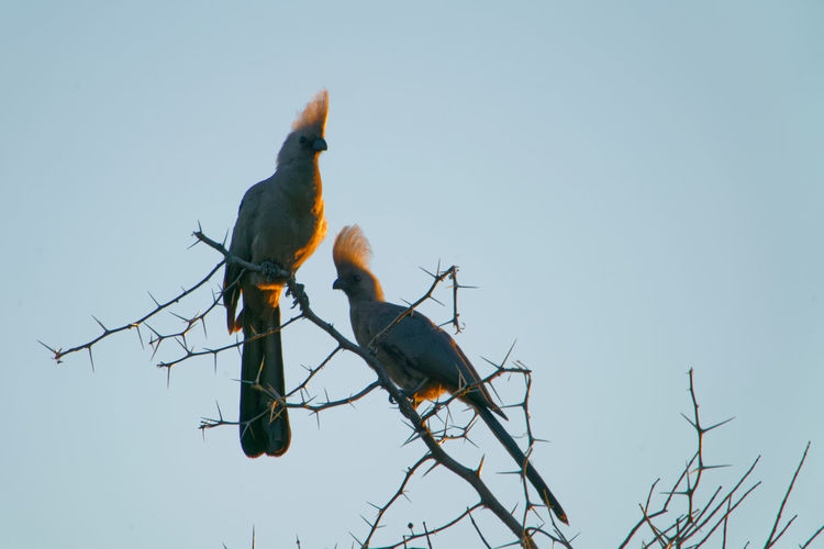 Low angle view of birds perching on tree