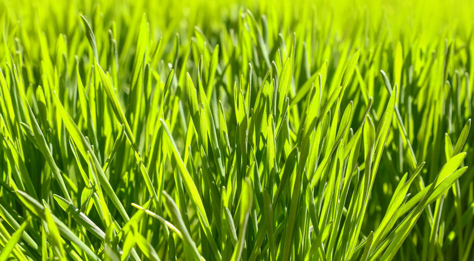 Close up backlit fresh green spring grass background, low angle view, selective focus