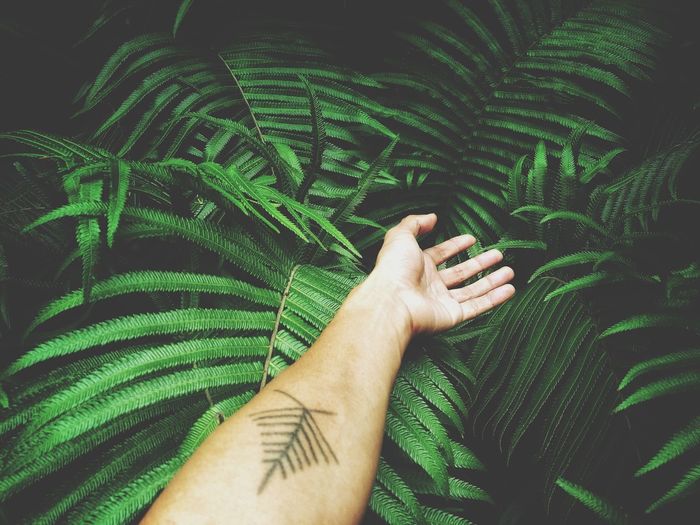 Cropped hand of woman on plants