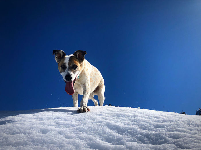 Dog on snow covered landscape against blue sky