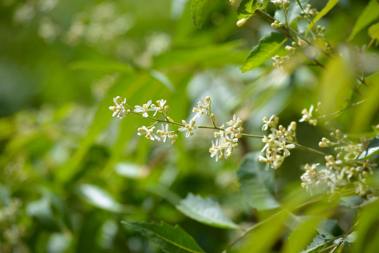 Medicinal ayurvedic azadirachta indica or neem leaves and flowers