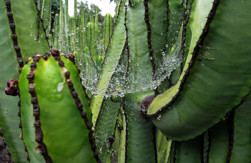 Close-up of wet succulent plant during rainy season