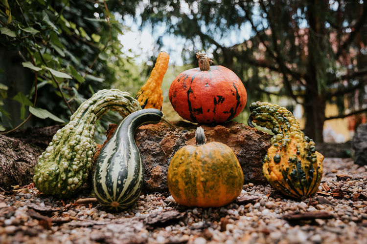 Pumpkins kept on rock outdoors
