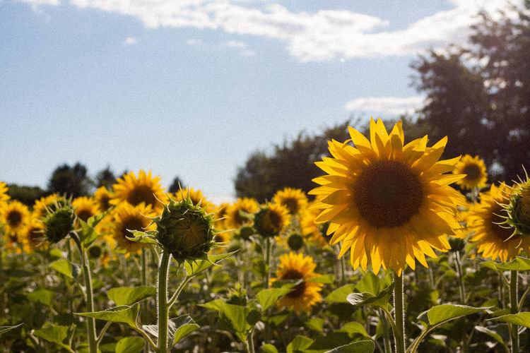 Close-up of yellow sunflowers on field against sky