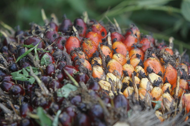 Close-up of pineapple