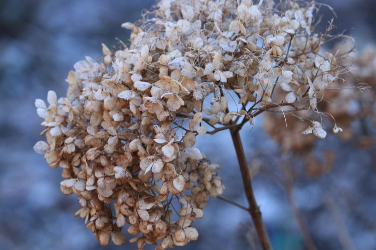 Close-up of white cherry blossom