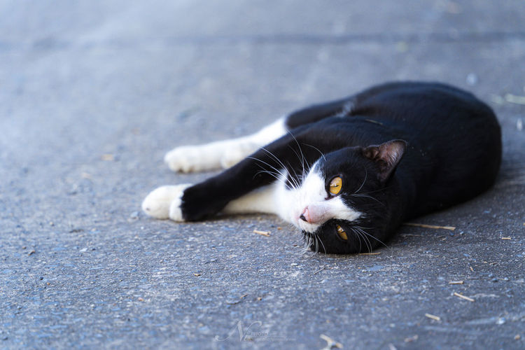 Cat resting on a street