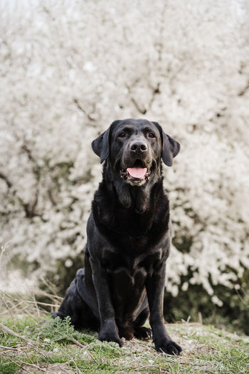 Beautiful black labrador outdoors in meadow.white almond tree flowers background. spring, nature