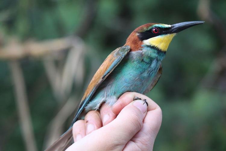 Close-up of hand holding bird