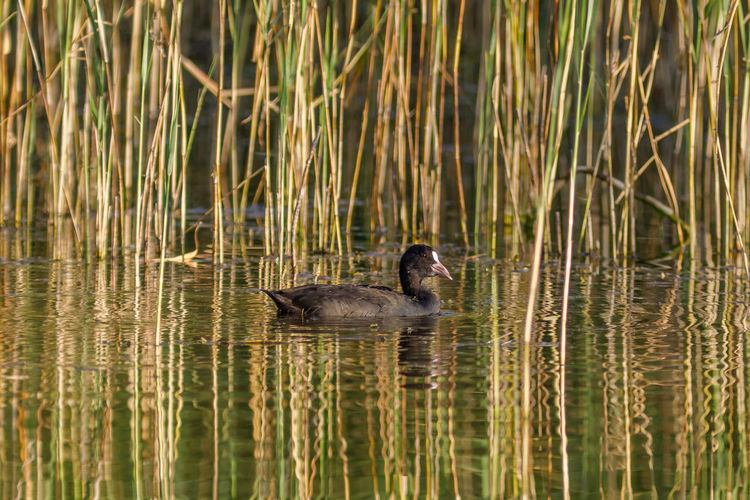 View of ducks swimming in lake