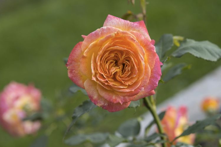 Macro shot of rose flower