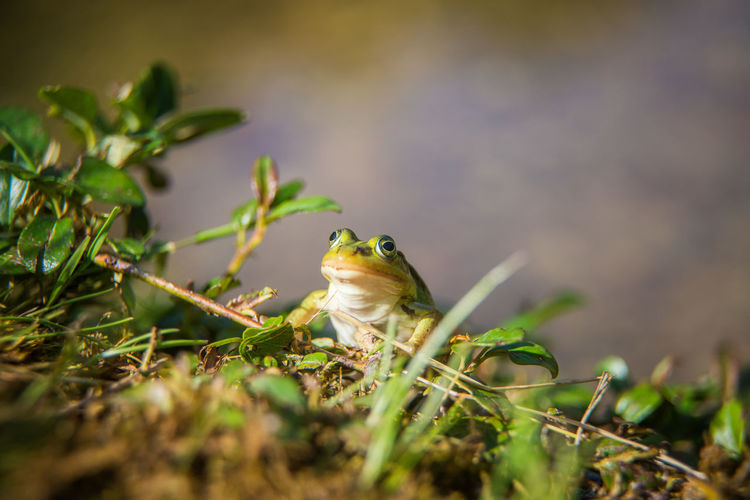 A beautiful common green water frog enjoying sunbathing in a natural habitat at the forest pond. 