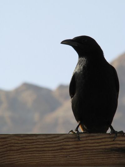 Close-up of raven perching on wooden railing against sky