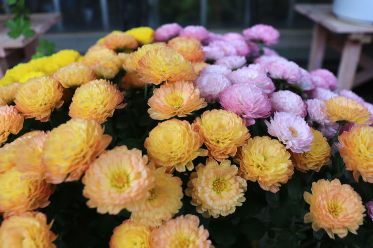Close-up of fresh yellow flowers in market