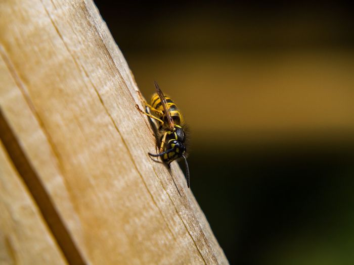 Close-up of wasp on wood