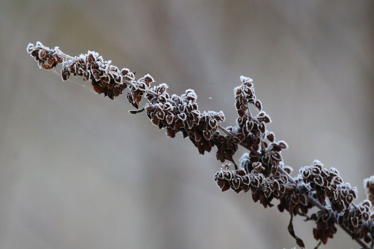 Close-up of frost  on plant